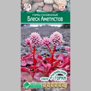 Горец Блеск аметистов головчатый