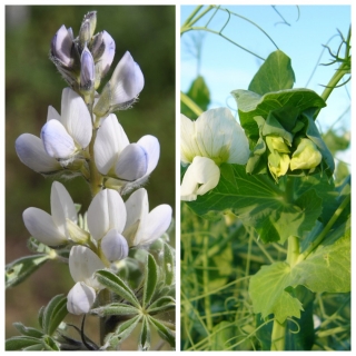 Горохо-люпиновая смесь 0,5кг (большой пакет)