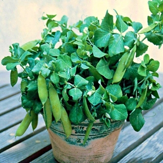 Горох Оконный малыш