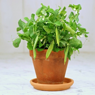 Горох Окошкин дом