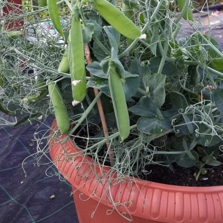 Горох Патио