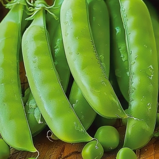 Горох Совинтер