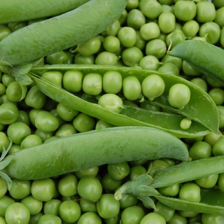 Горох Тристар овощной