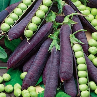 Горох Дезире