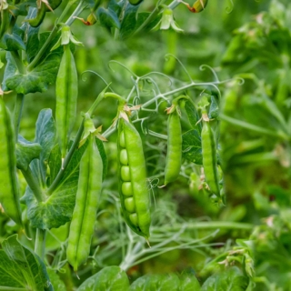 Горох Стою сам! (безлисточковый)