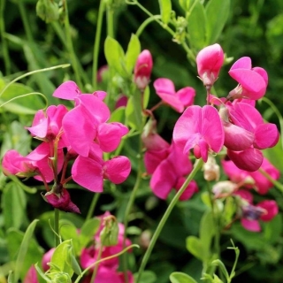 Чина (горошек душистый) Красный