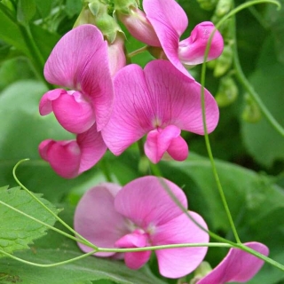 Чина (горошек душистый) Розовый