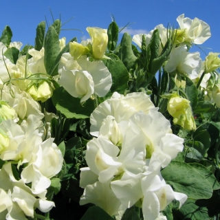 Горошек Вилла Рома Чистота (душистый)