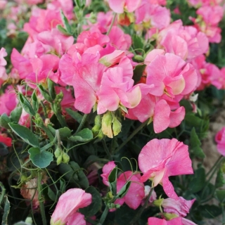 Горошек Вилла Рома Романтика (душистый)