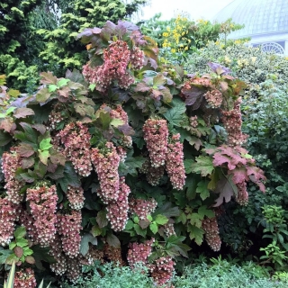 Гортензия Дуболистная (большой пакет)