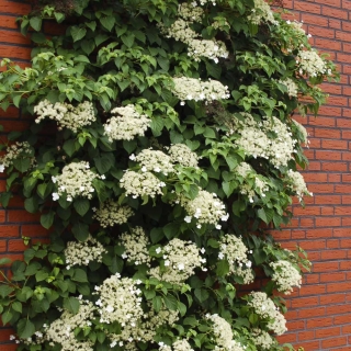 Гортензия Черешковая (большой пакет)