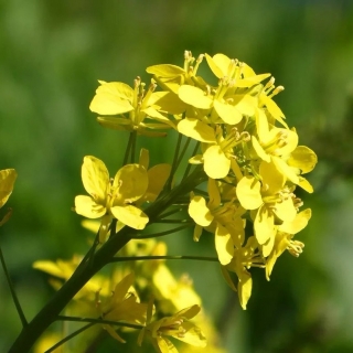 Горчица Радуга белая 0,5кг (большой пакет)