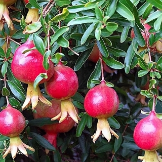 Гранат Карфаген