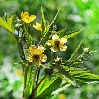 Гравилат Чародей (алеппский)