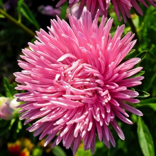 Астра Гремлин розовая