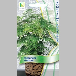 Гревиллея робуста