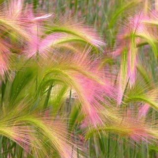 Ячмень гривастый (большой пакет)