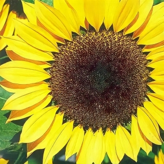 Подсолнечник Грызунчик