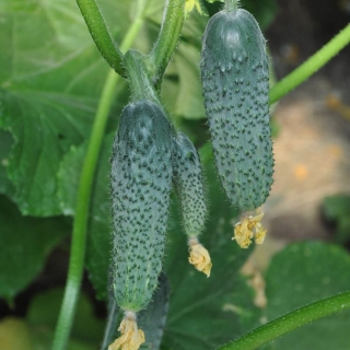 Огурец Гуннар F1