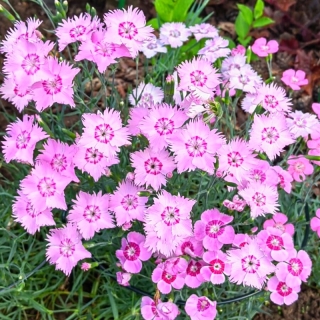 Гвоздика Альпийский ковёр (аллвуда) смесь