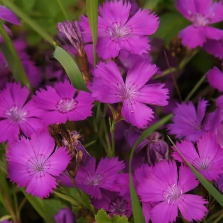 Гвоздика Красновато-фиолетовая (амурская)