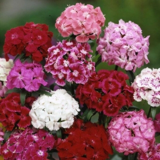 Гвоздика Атлас (турецкая)