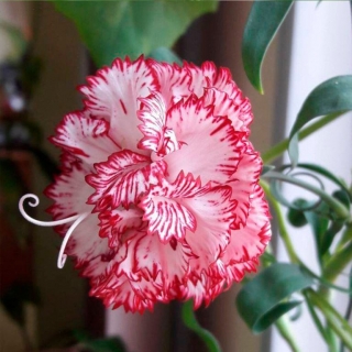 Гвоздика Баэнигна (садовая)