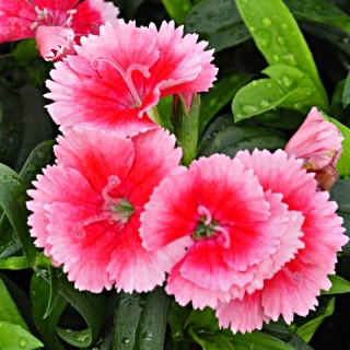 Гвоздика Чиба F1 Строберри (межвидовая)