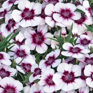 Гвоздика Диадема F1 (китайская)