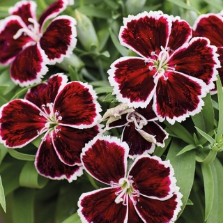 Гвоздика Диана Кримсон Биколор (Семена Профи)