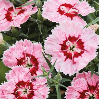 Гвоздика Диана Рэдиант Скарлет (Семена Профи)