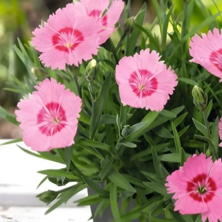 Гвоздика Гратианополитанская (большой пакет)