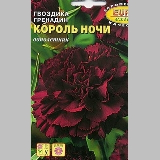Гвоздика Король ночи (Гренадин)
