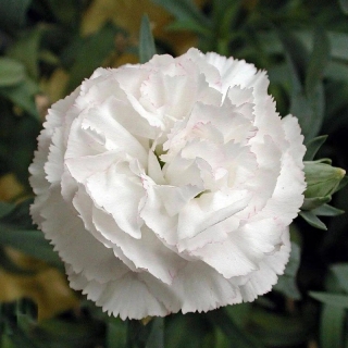 Гвоздика Ванильный зефир (Гренадин)