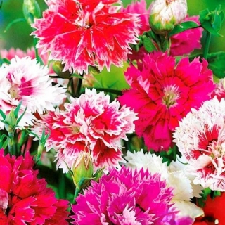 Гвоздика китайская махровая смесь