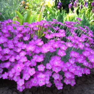 Гвоздика Лавандовая (многолетняя)