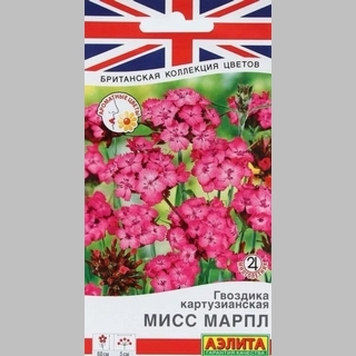 Гвоздика Мисс Марпл (картузианская)
