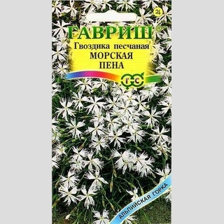 Гвоздика Морская пена (песчаная)