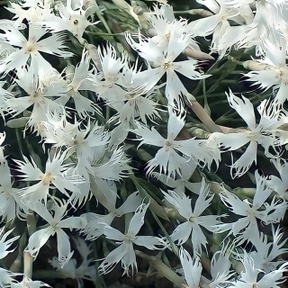 Гвоздика Морская пена (песчаная)