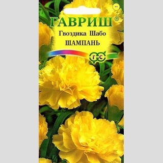 Гвоздика Шабо Шампань (садовая)