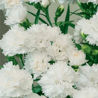 Гвоздика Монблан (Шабо)