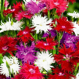 Гвоздика Пышная смесь