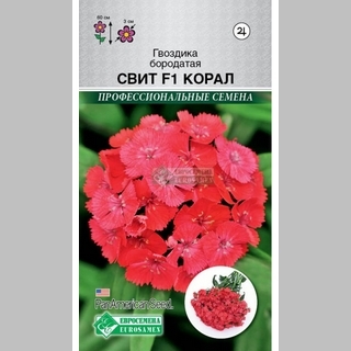 Гвоздика Свит Корал F1 (бородатая)