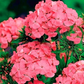 Гвоздика Лососево-розовая (турецкая)