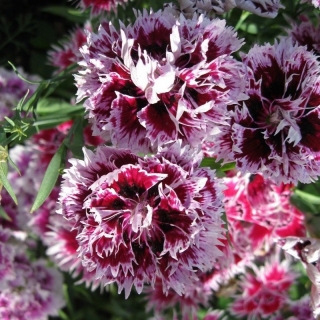 Гвоздика Урожденная Герцогиня смесь (межвидовая)