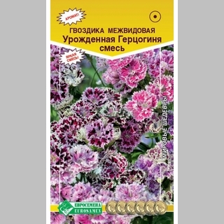 Гвоздика Урожденная Герцогиня смесь (межвидовая)