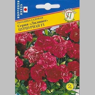 Гвоздика Лилипот Пурпурная F1 (садовая)