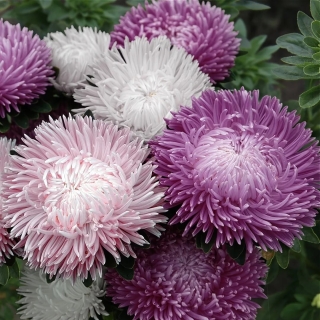 Астра Хамелеон селект Блю Фрост