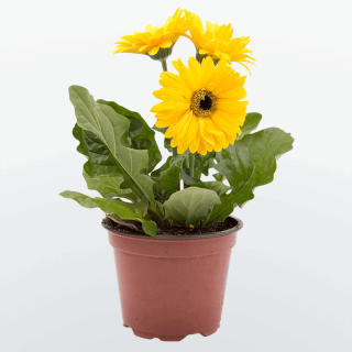 Гербера Колорблум Ело Дарк Ай