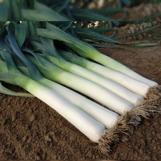 Лук Казимир (порей)